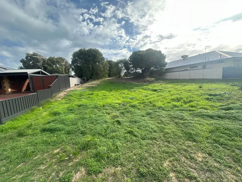 Overgrown backyard before clearing